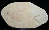 Diplomystus Fossil Fish - Wyoming #5491-1